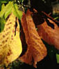 Magnoliapy2881