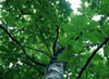 Magnoliapy2883