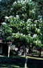Magnoliavi1447