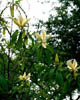 Magnoliavi1448