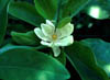 Magnoliavi2910
