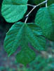 Morusrubra6492