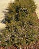 Myricaceri3055