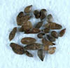 Ostryachis3800