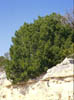 Pinuscemb9510