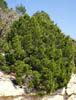 Pinuseduli2600