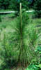 Pinuspalus1636