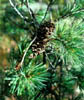 Pinusstrob1473