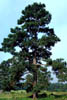 Pinustaeda1784