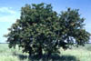 Pithecellf9525