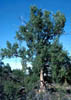 Populusdoc3983