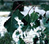 Populusfrm4240