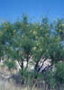 Prosopisgg9549
