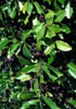 Prunuscaro1589