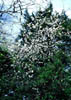 Prunusmexi1967