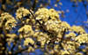 Prunusmexi2082