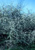 Prunusmuns2054