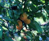 Prunusmuns2071