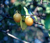 Prunusmuns2476
