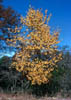 Prunussere6513