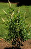 Prunussero2483