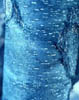 Prunussero3589