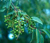 Prunussero3662