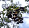 Prunussero3664