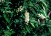 Prunusseru6509