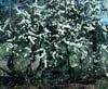 Prunusumbe1509