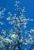 Prunusumbe1586