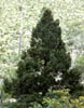 Pseudotsug4236
