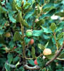 Quercusari3317