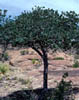 Quercusari3337