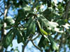 Quercusdru3604