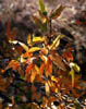 Quercusemo3240