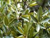 Quercusemo3607