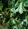 Quercusfal3072