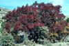 Quercusfal3627