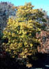 Quercusfal3639