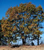 Quercusfal3890