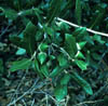Quercusfus3297