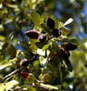 Quercusfus4234