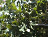 Quercusgam3195