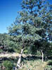Quercusgla4103