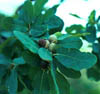 Quercusgla5173