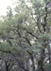Quercusgra3714