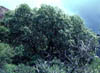 Quercusgra3715