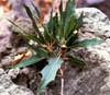 Quercusgra5219