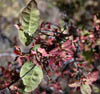 Quercusgri3235